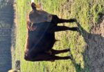 100% SP Yearling Bull DOB May 20, 2025. Registration # 68019