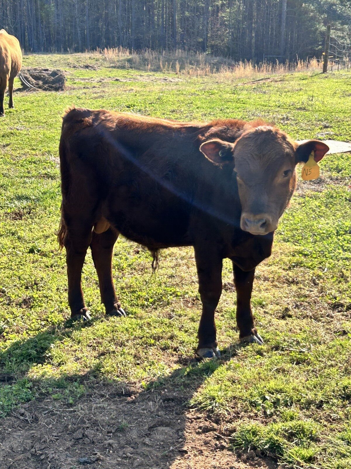 100% SP Yearling Bull DOB May 20, 2025. Registration # 68019