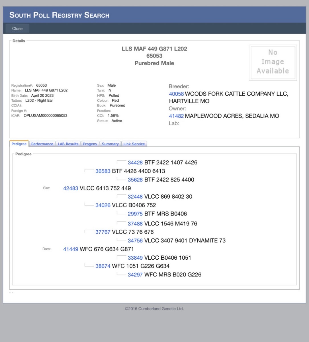 Pure bred south poll bull