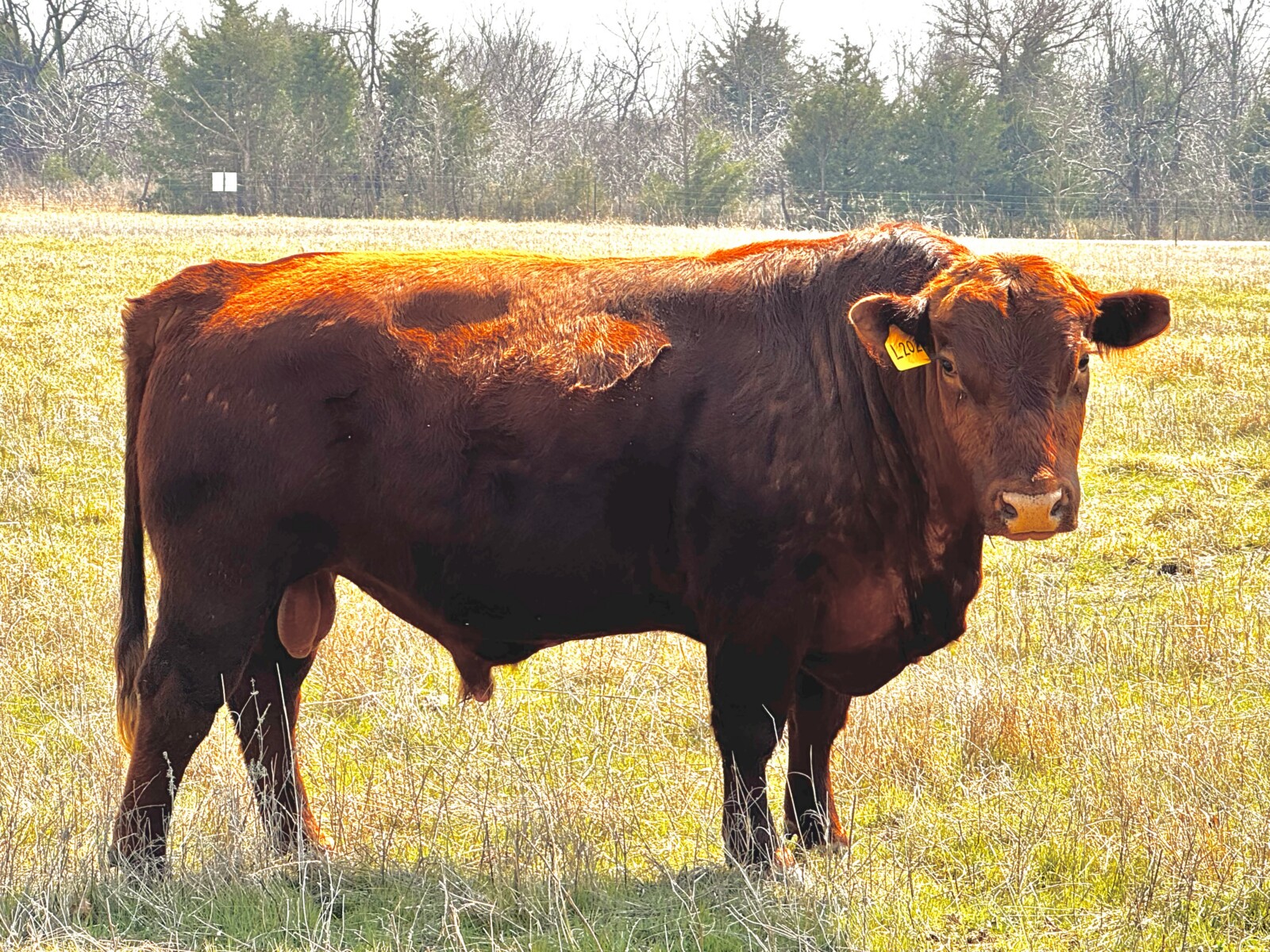 Pure bred south poll bull