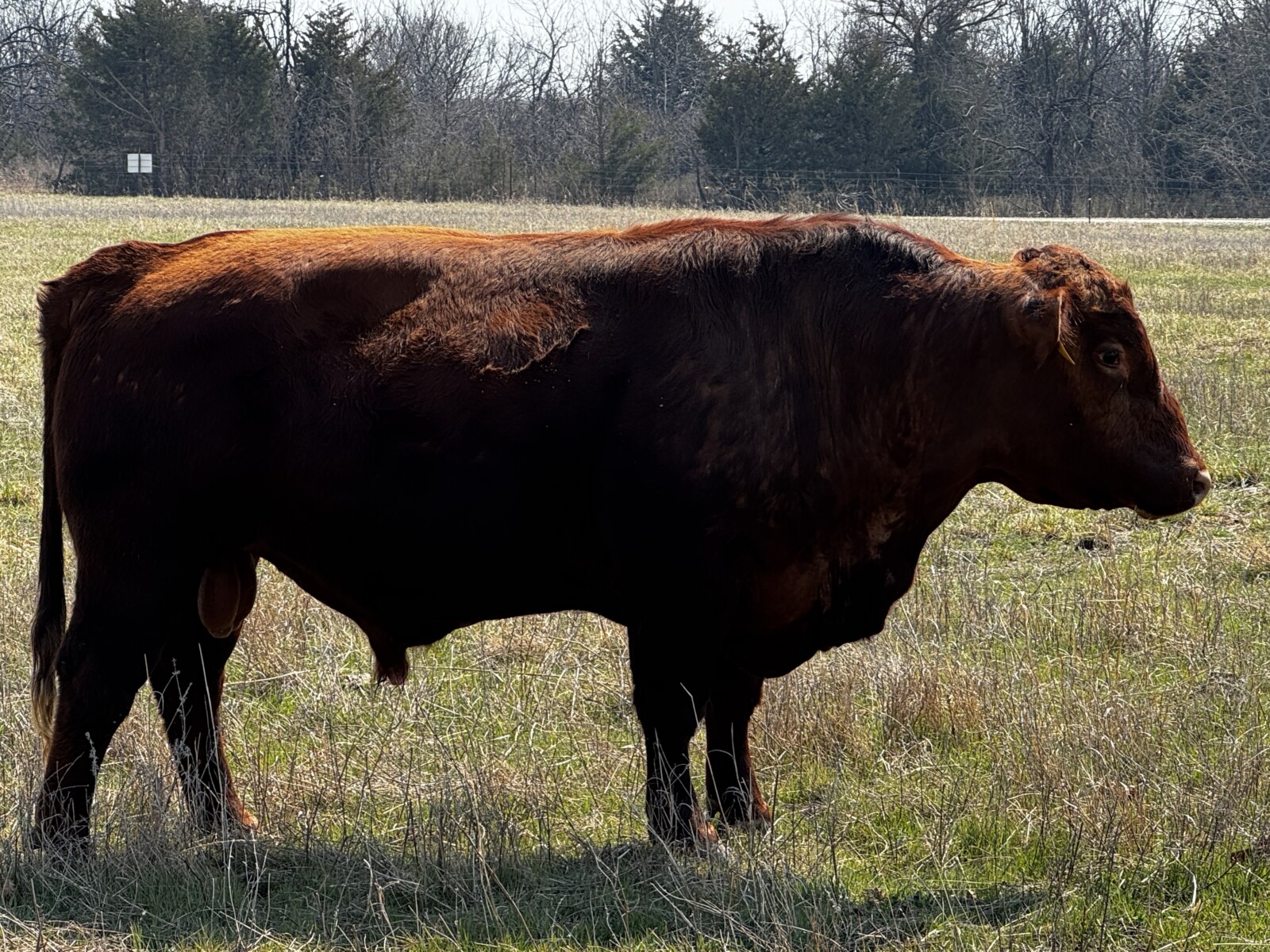 Pure bred south poll bull