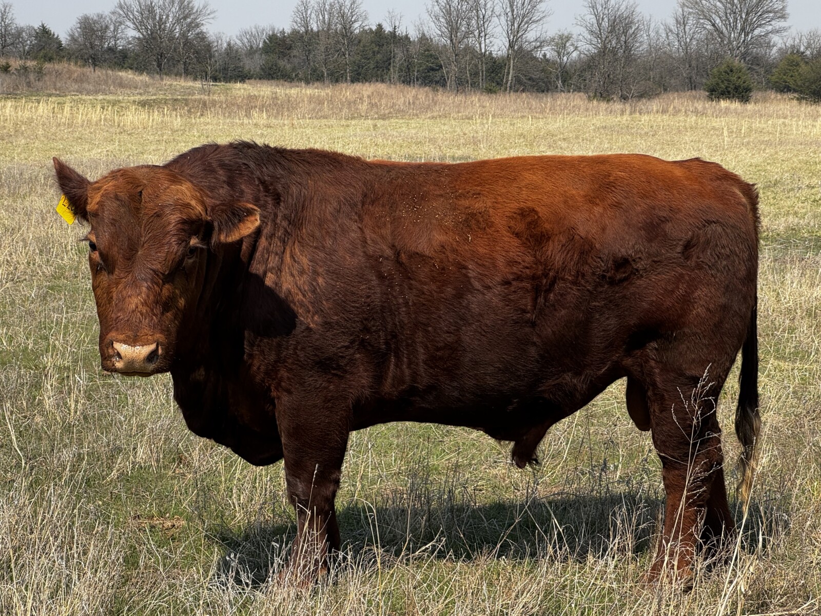 Pure bred south poll bull