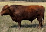 Pure bred south poll bull