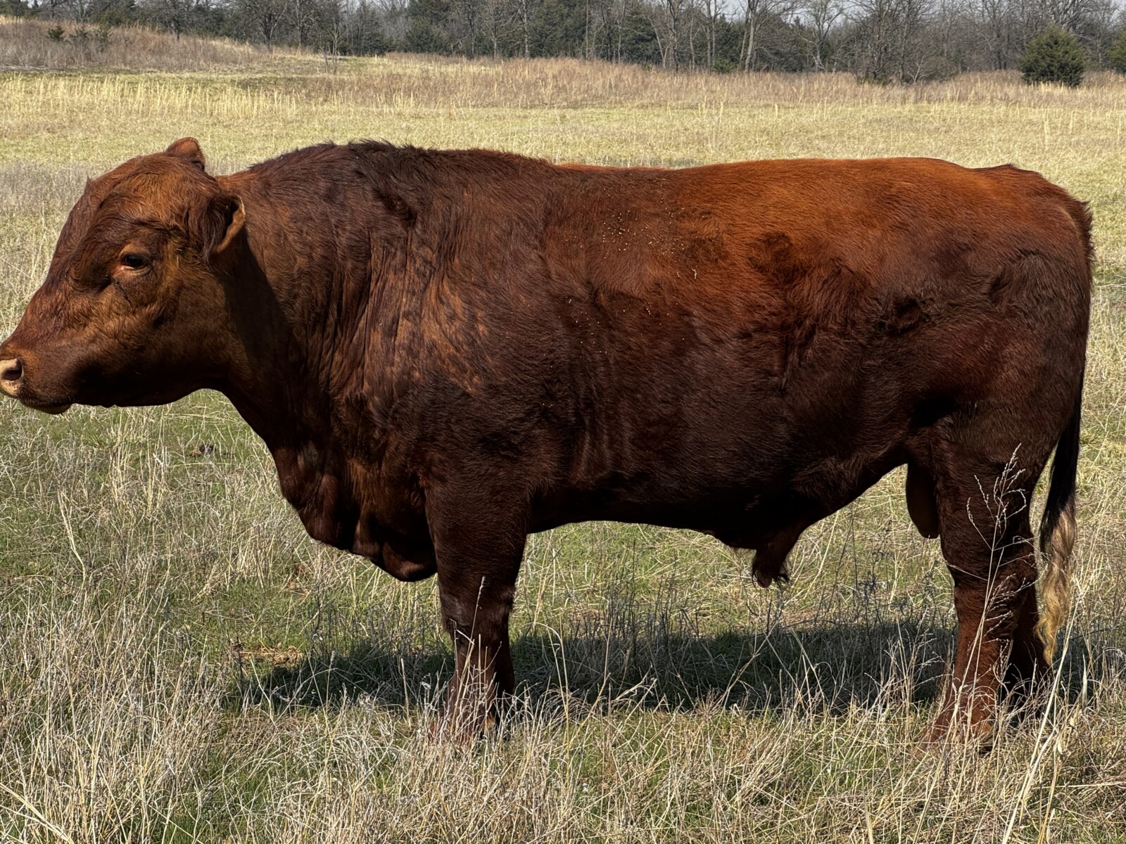 Pure bred south poll bull