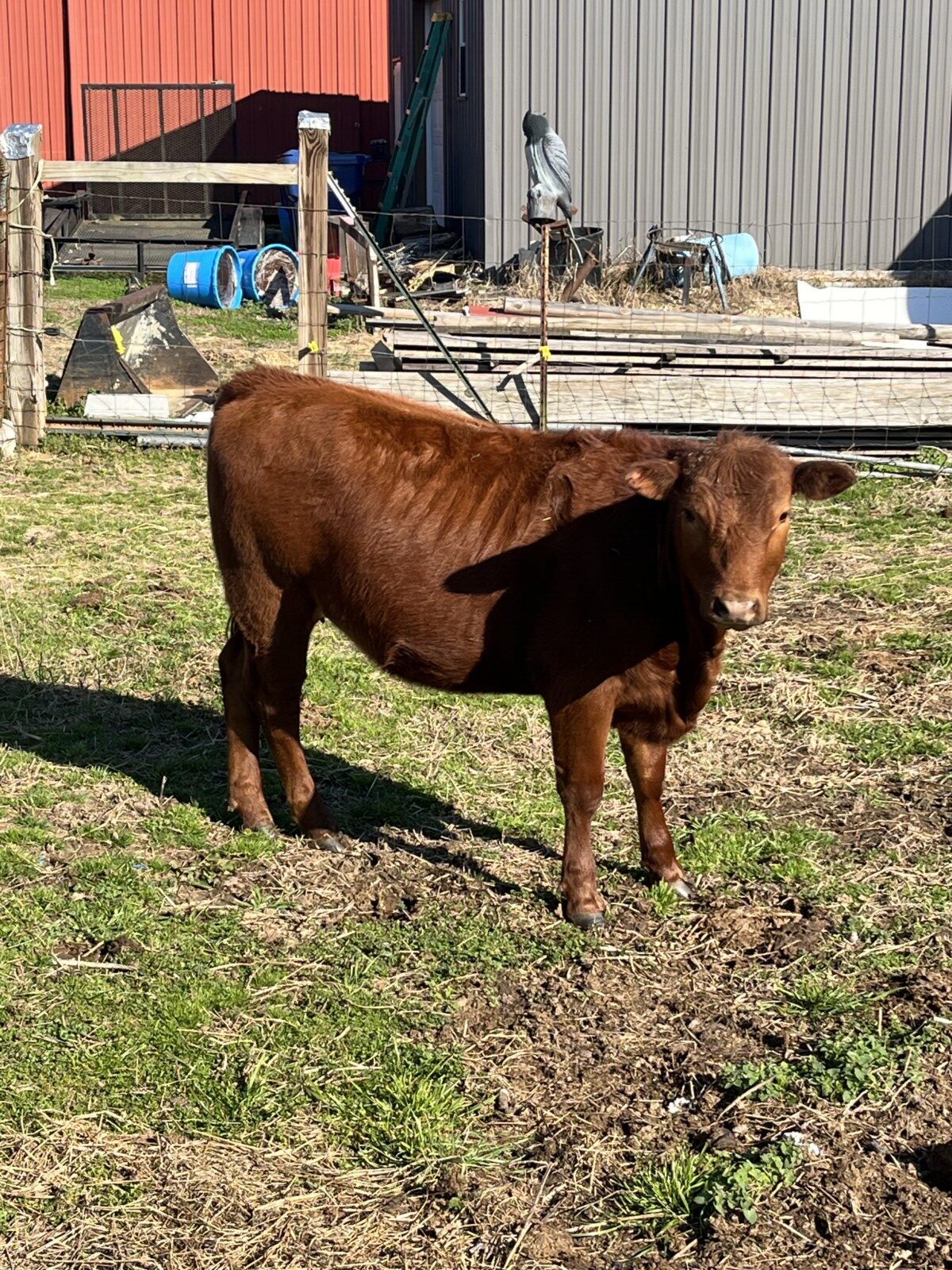 FULL BLOOD South Poll yearling heifer