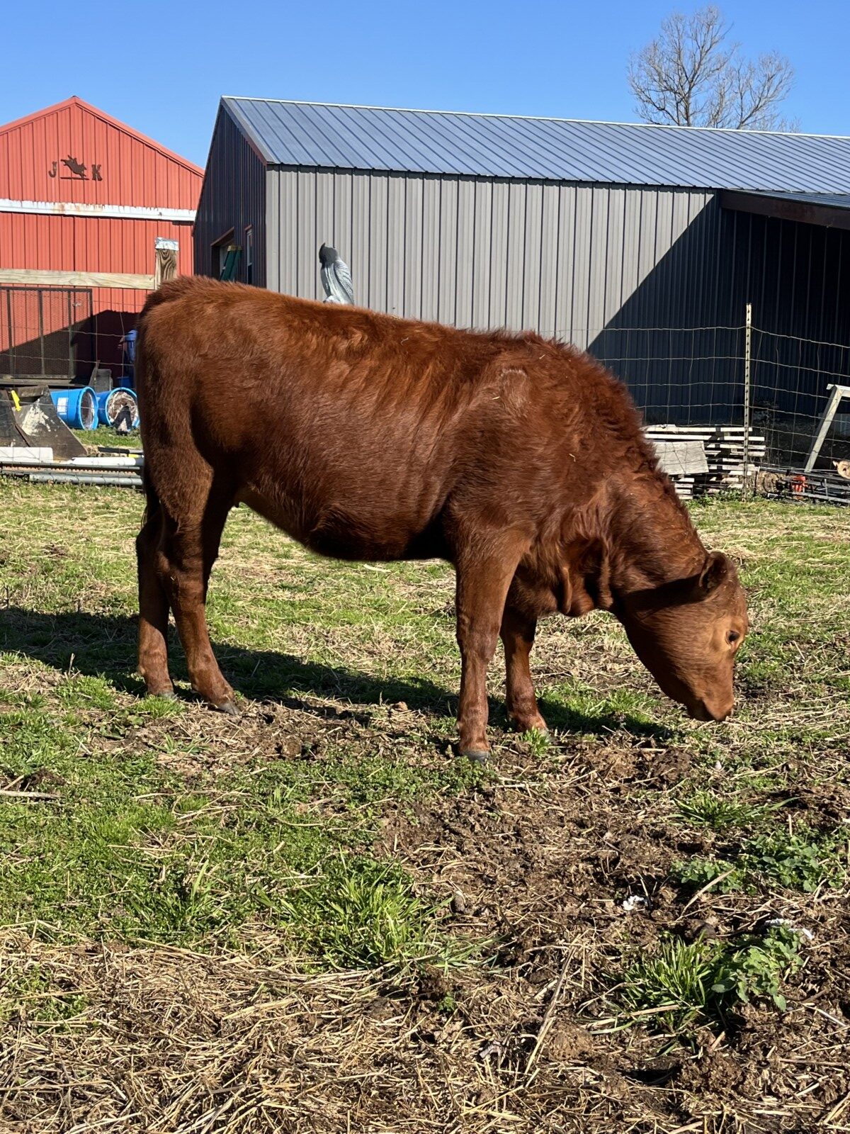 FULL BLOOD South Poll yearling heifer