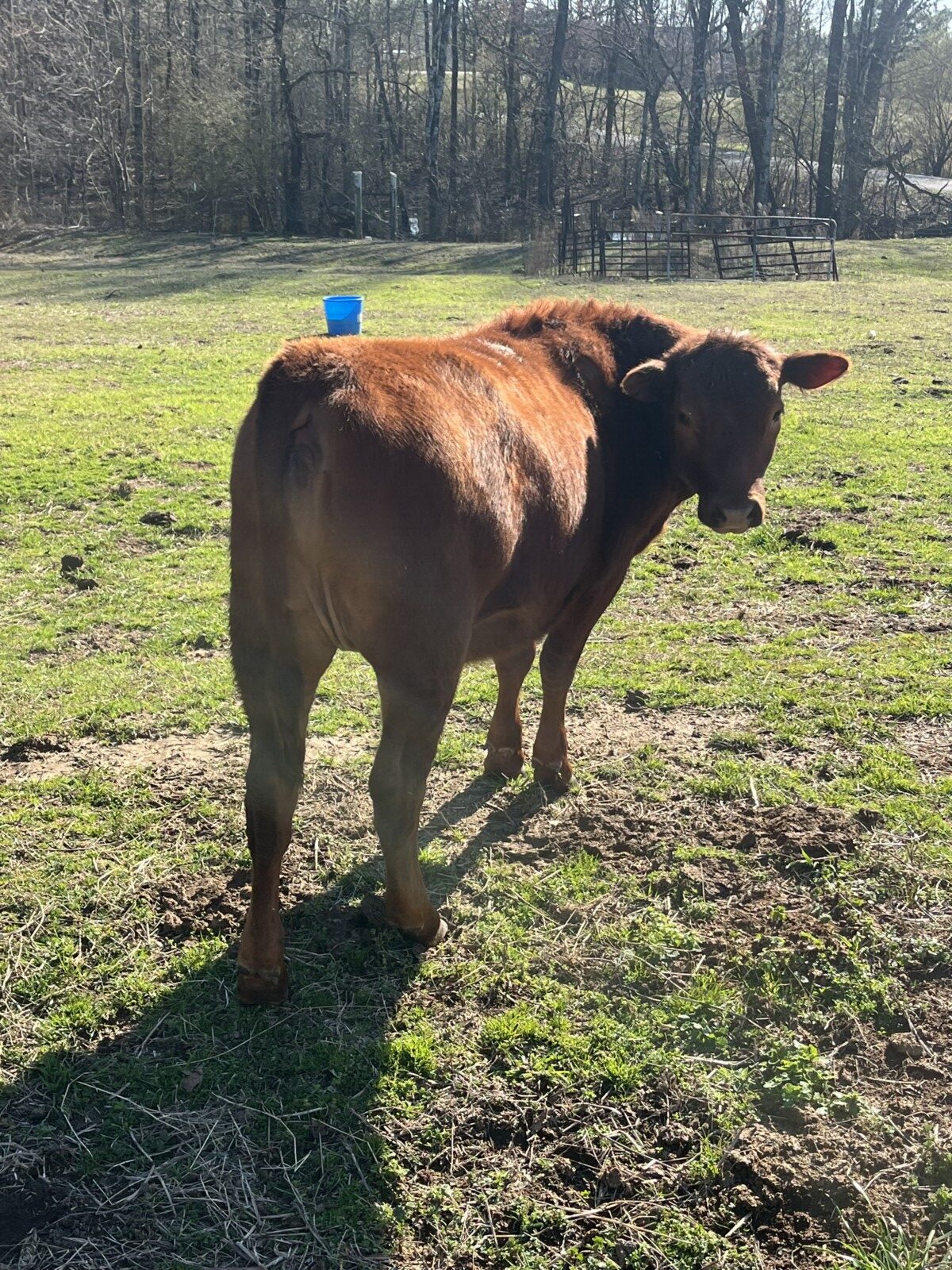 FULL BLOOD South Poll yearling heifer