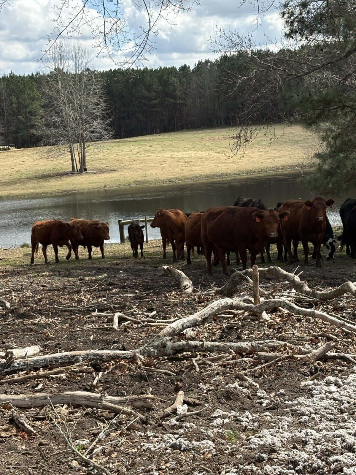 4 South Poll Registered Cows and 2 Heifers, All Exposed – Central North Carolina