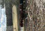 4 South Poll Registered Cows and 2 Heifers, All Exposed – Central North Carolina
