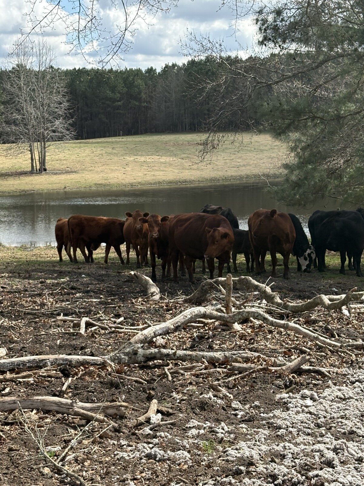 4 South Poll Registered Cows and 2 Heifers, All Exposed – Central North Carolina