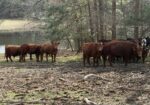 4 South Poll Registered Cows and 2 Heifers, All Exposed – Central North Carolina