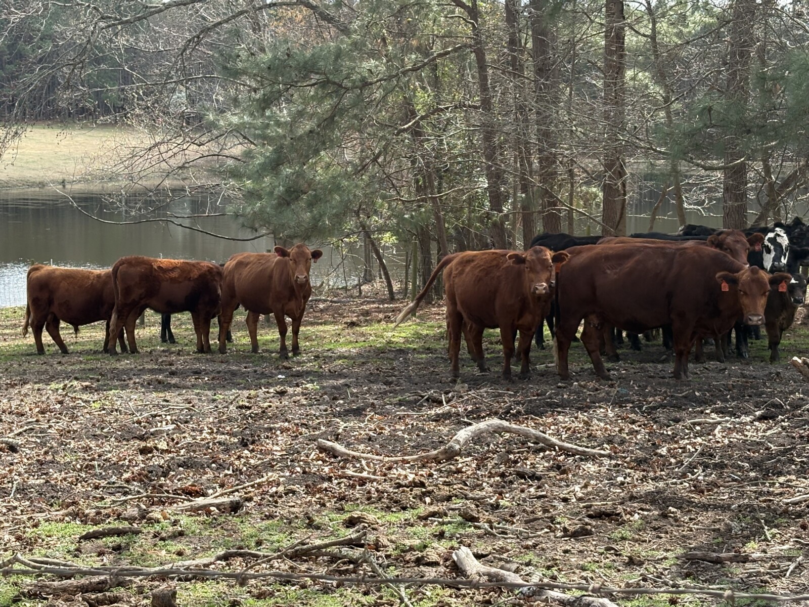 4 South Poll Registered Cows and 2 Heifers, All Exposed – Central North Carolina
