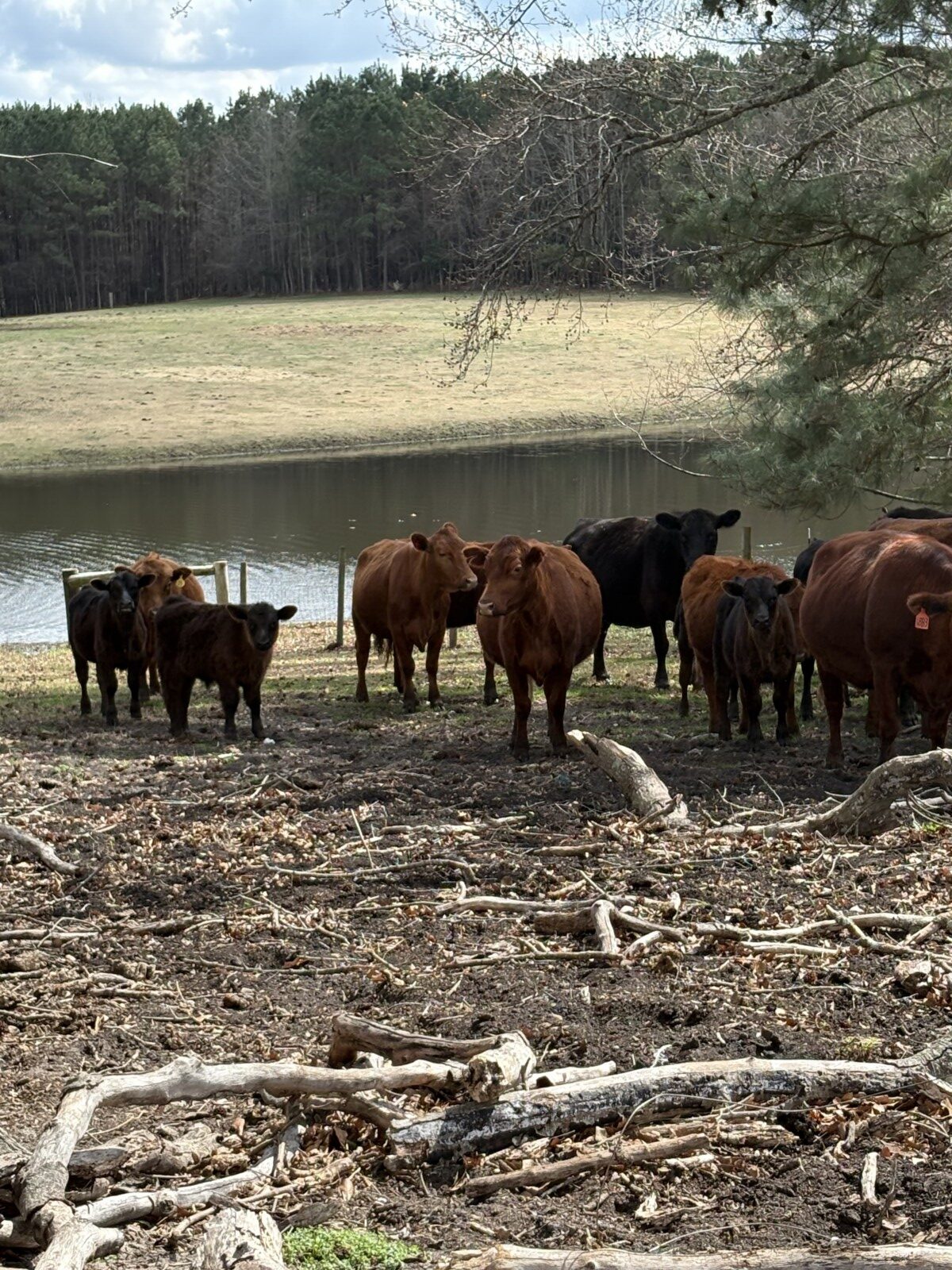 4 South Poll Registered Cows and 2 Heifers, All Exposed – Central North Carolina