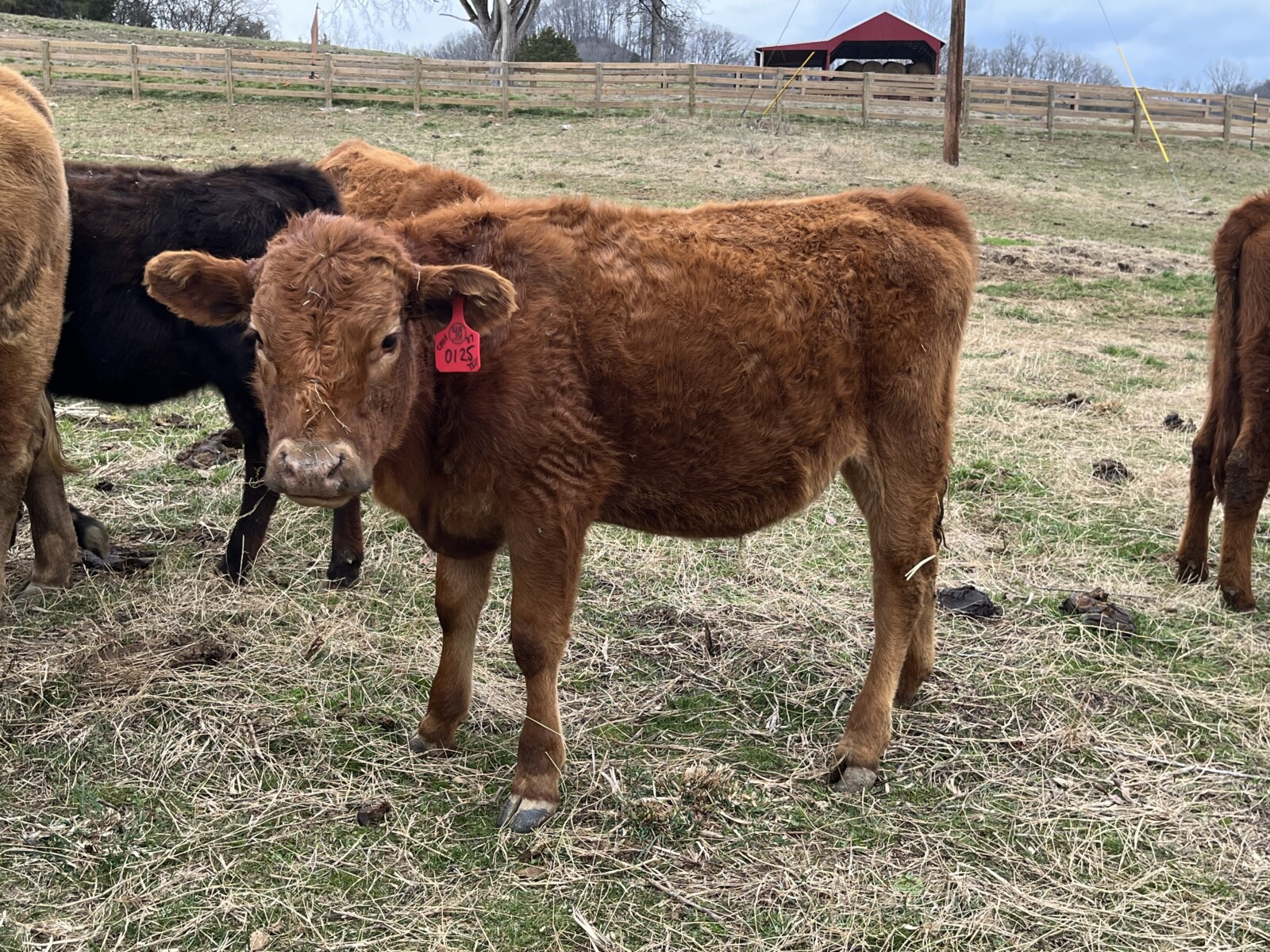 75% Southpoll Yearling Exposed Heifer – 70453