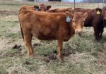 75% Southpoll Yearling Exposed Heifer – 70450