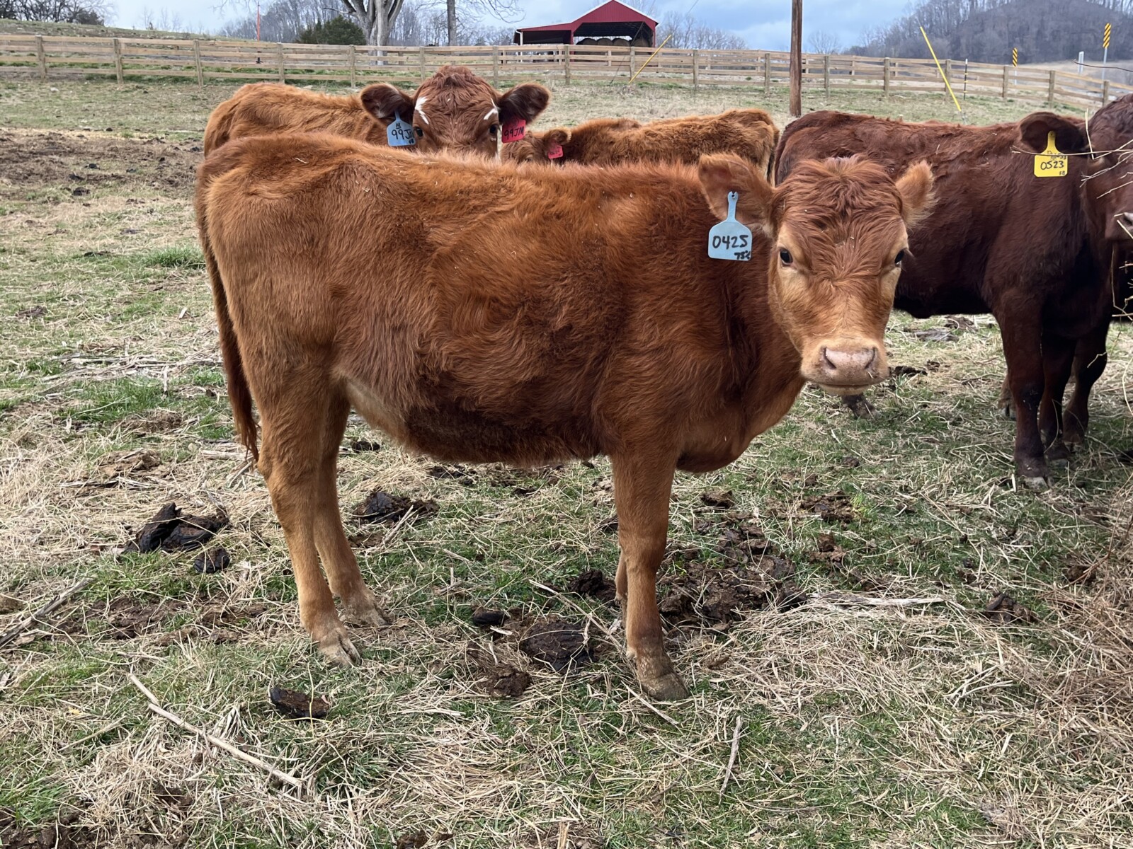75% Southpoll Yearling Exposed Heifer – 70450