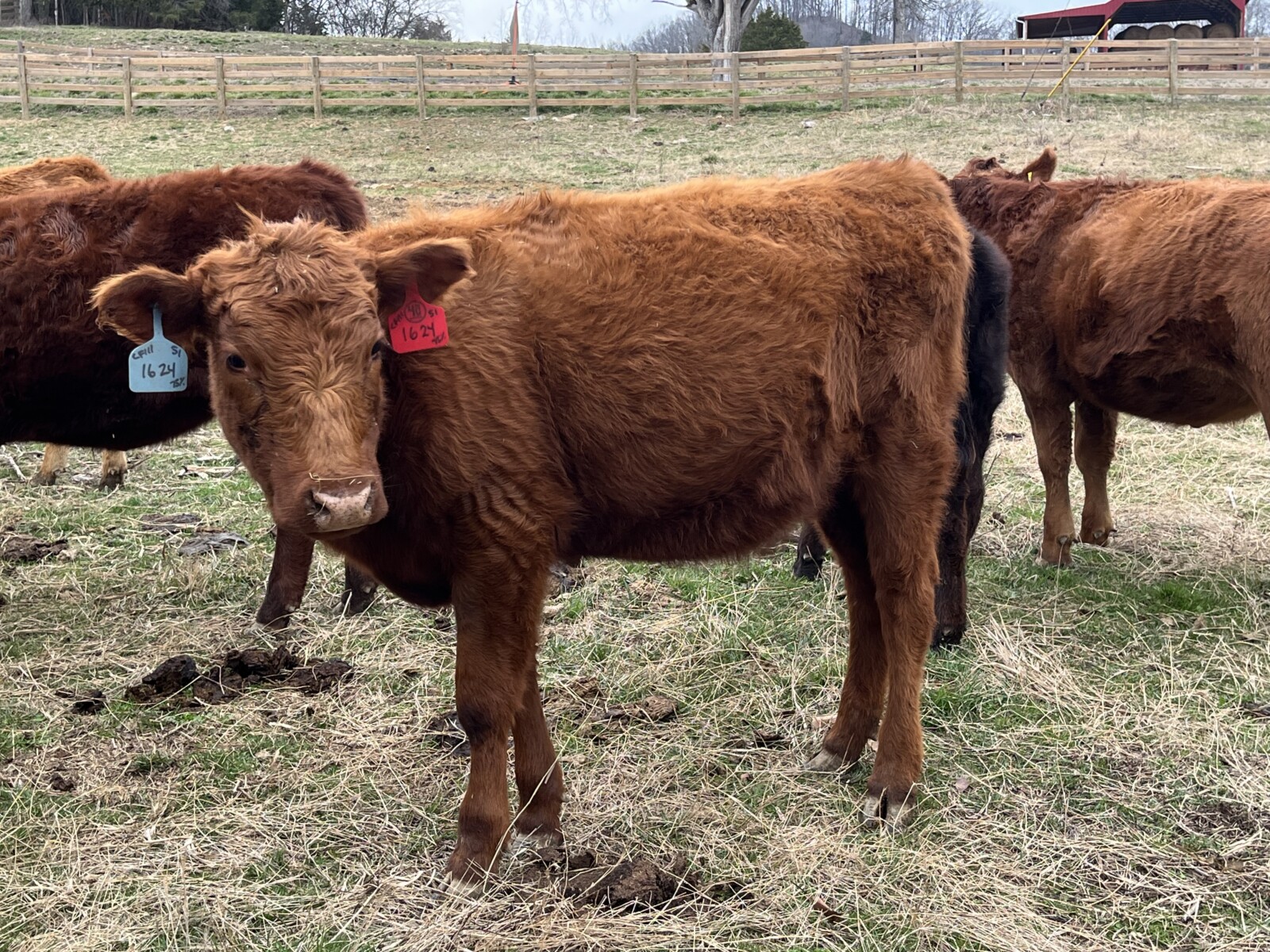 75% Southpoll Yearling Exposed Heifer – 68646