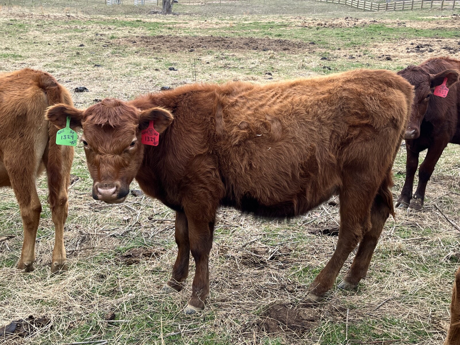 75% Southpoll Yearling Exposed Heifer – 68644