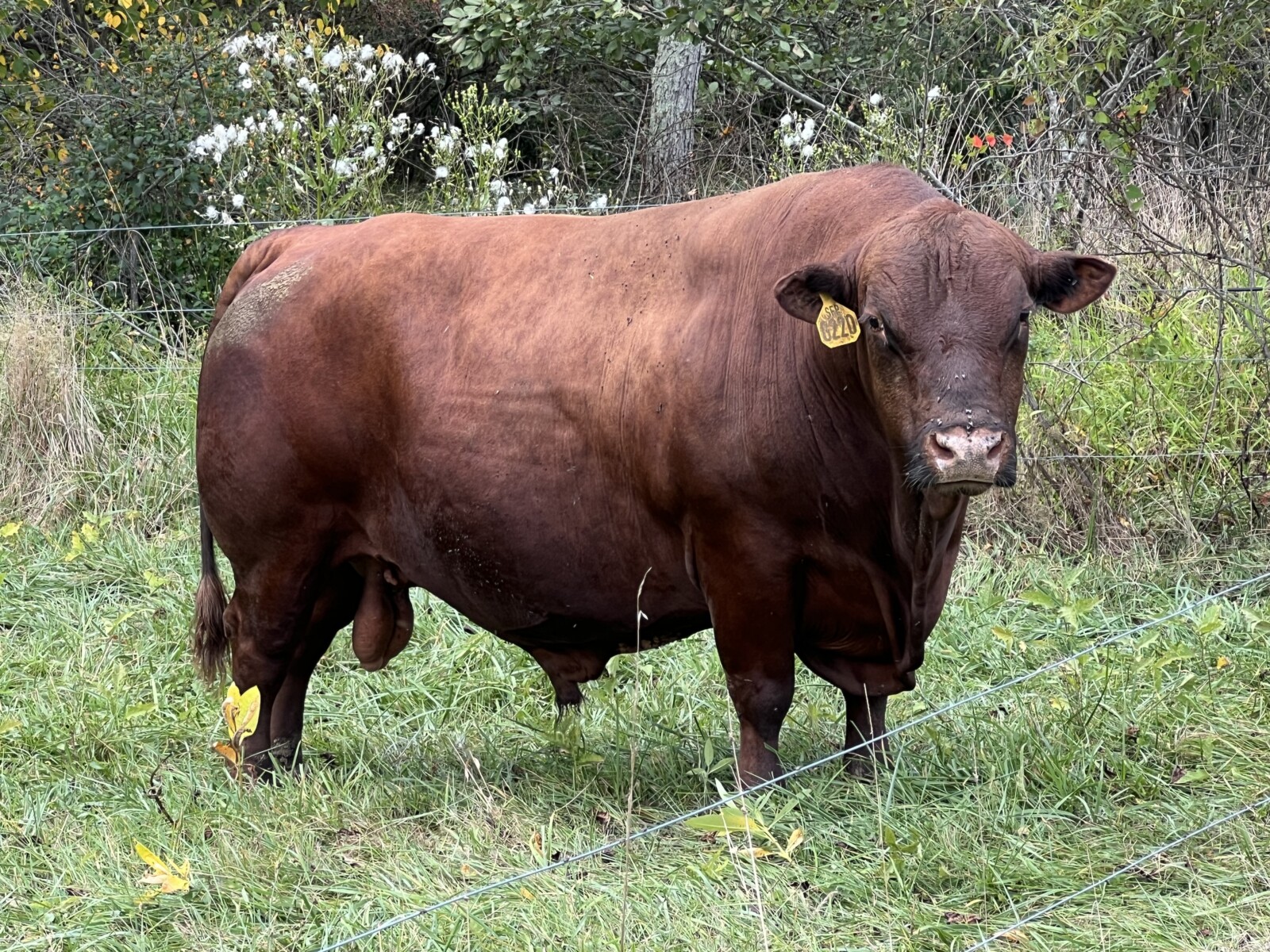 Registered 7/8ths South Poll Bull