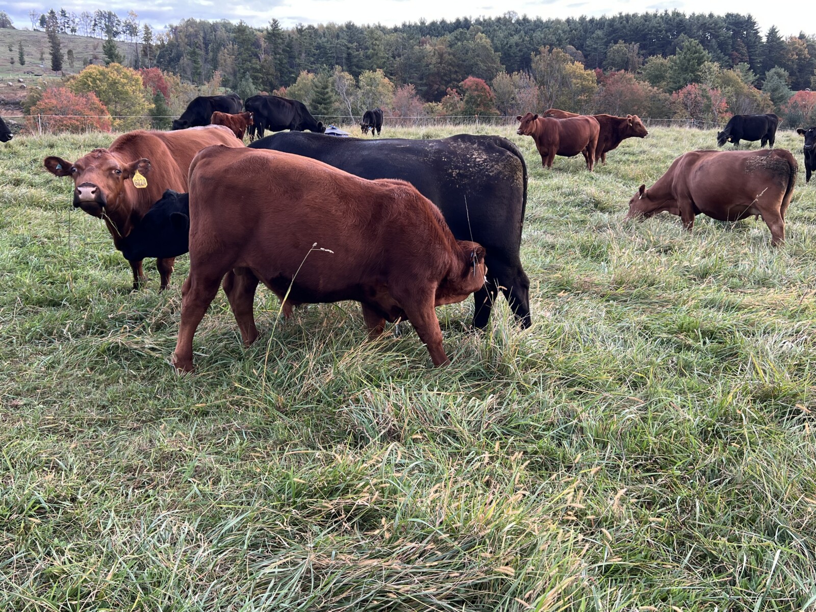 Registered 7/8ths South Poll Bull