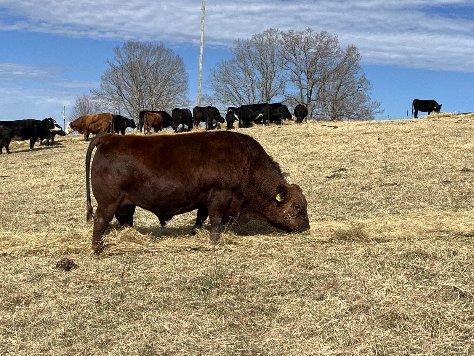 Registered 7/8ths South Poll Bull