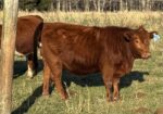 Yearling Heifers