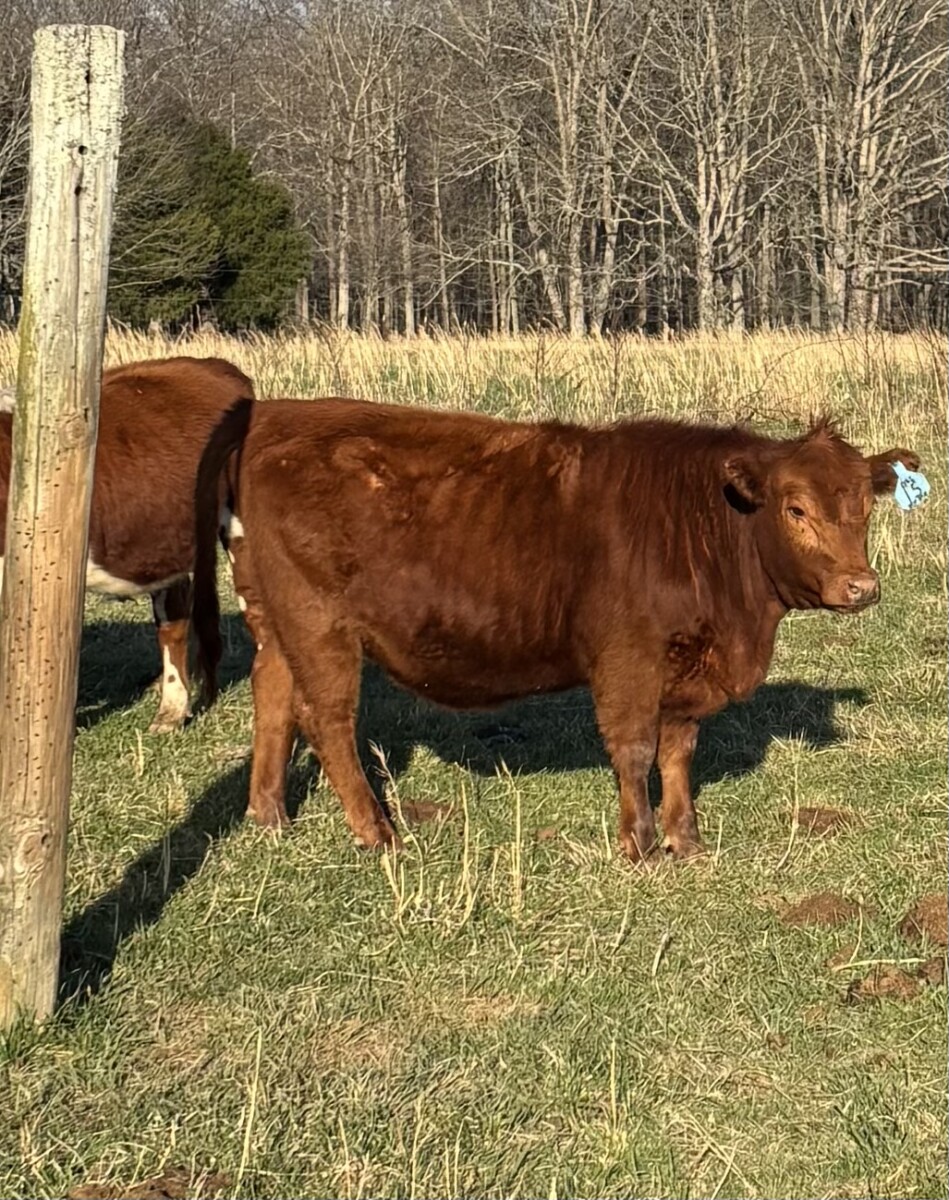 Yearling Heifers