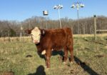 Yearling Heifers