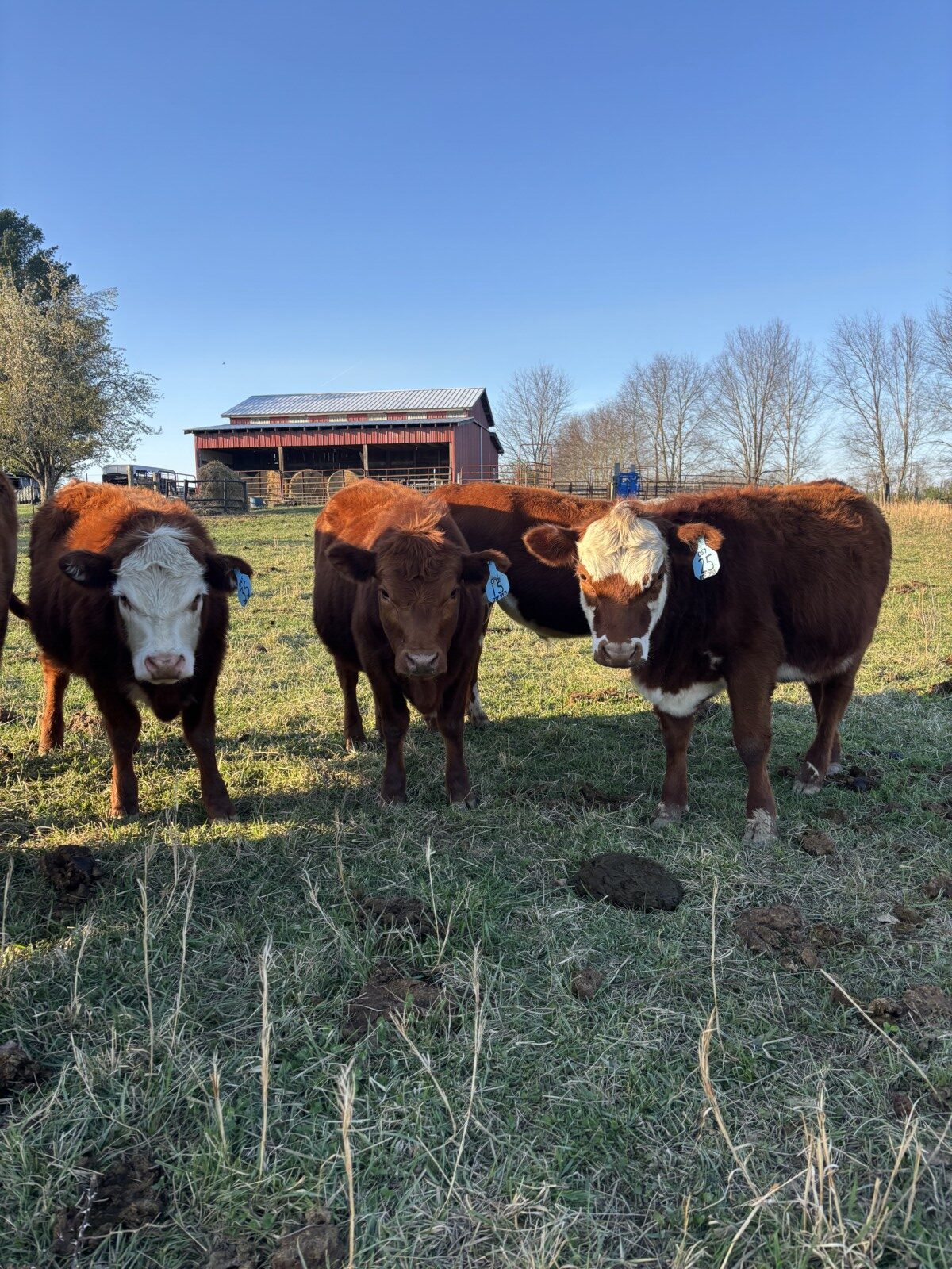 Yearling Heifers