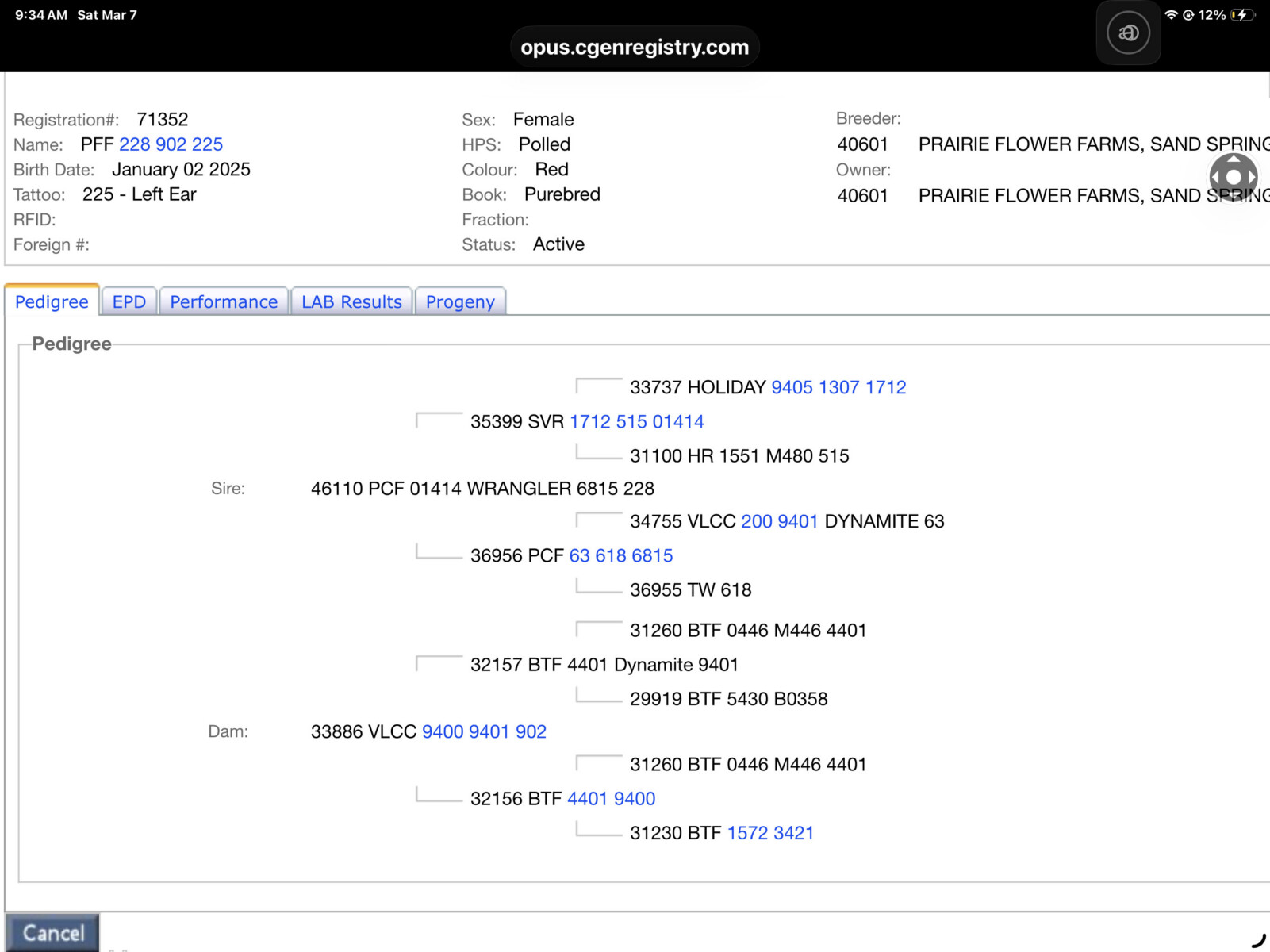 Purebred South Poll Yearling Heifer# 71352