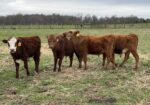 500lb steers