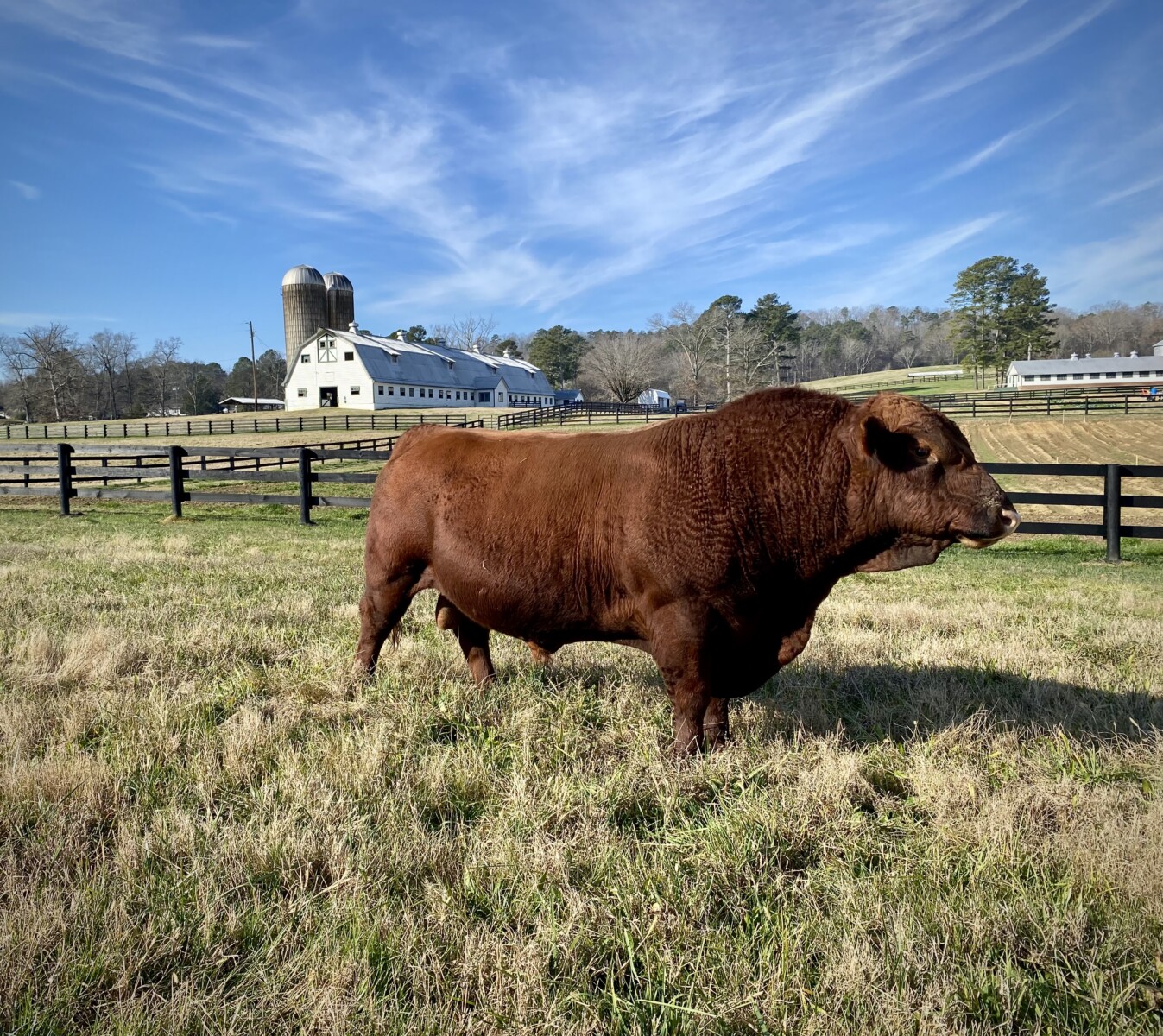 Heifers x 4 Fullblood