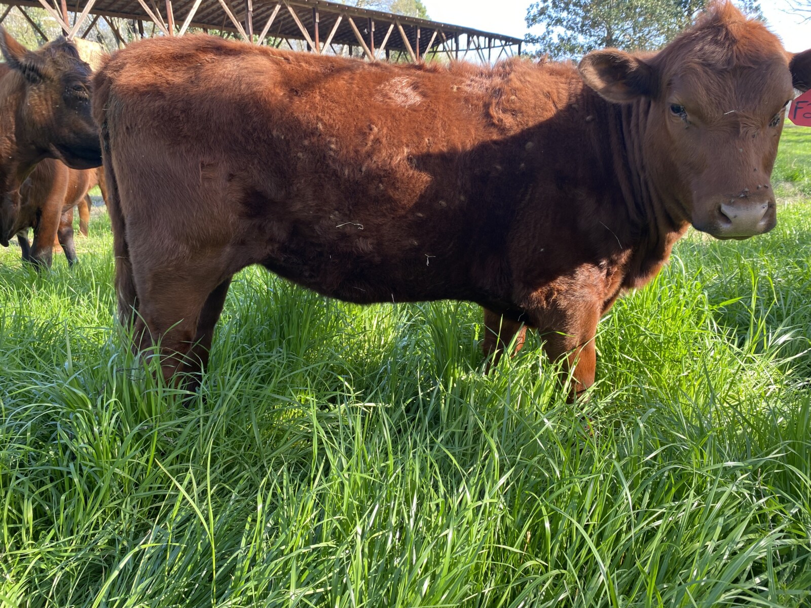 Heifers x 4 Fullblood