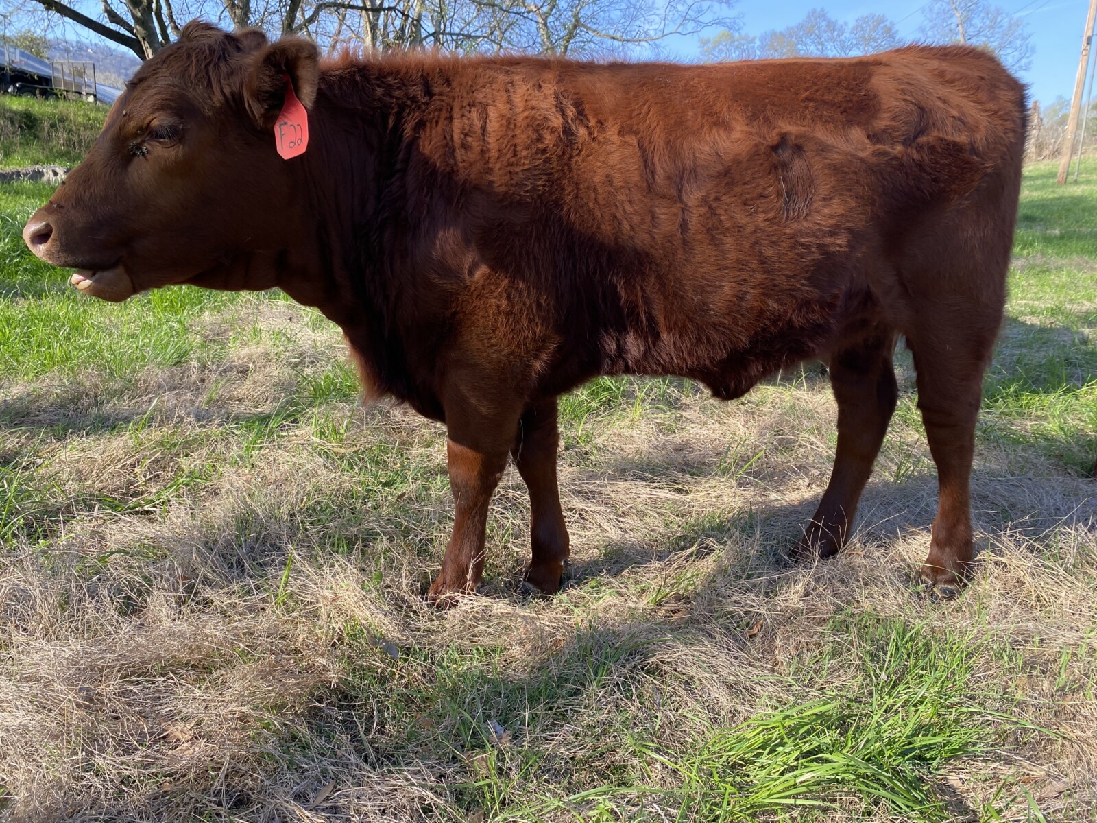 Heifers x 4 Fullblood