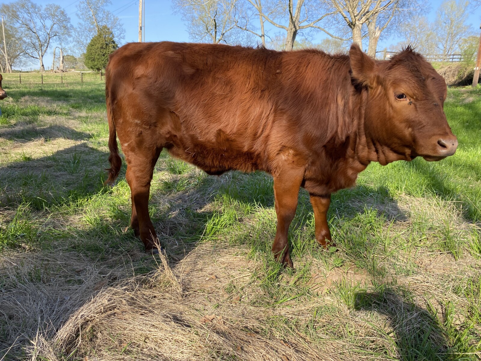 Heifers x 4 Fullblood