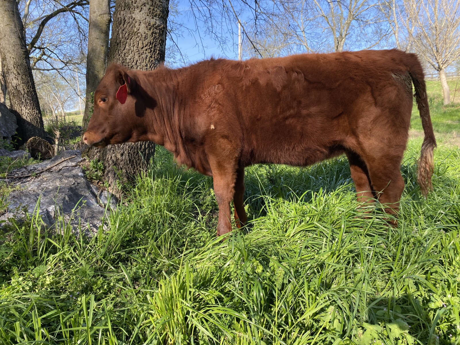 Heifers x 4 Fullblood