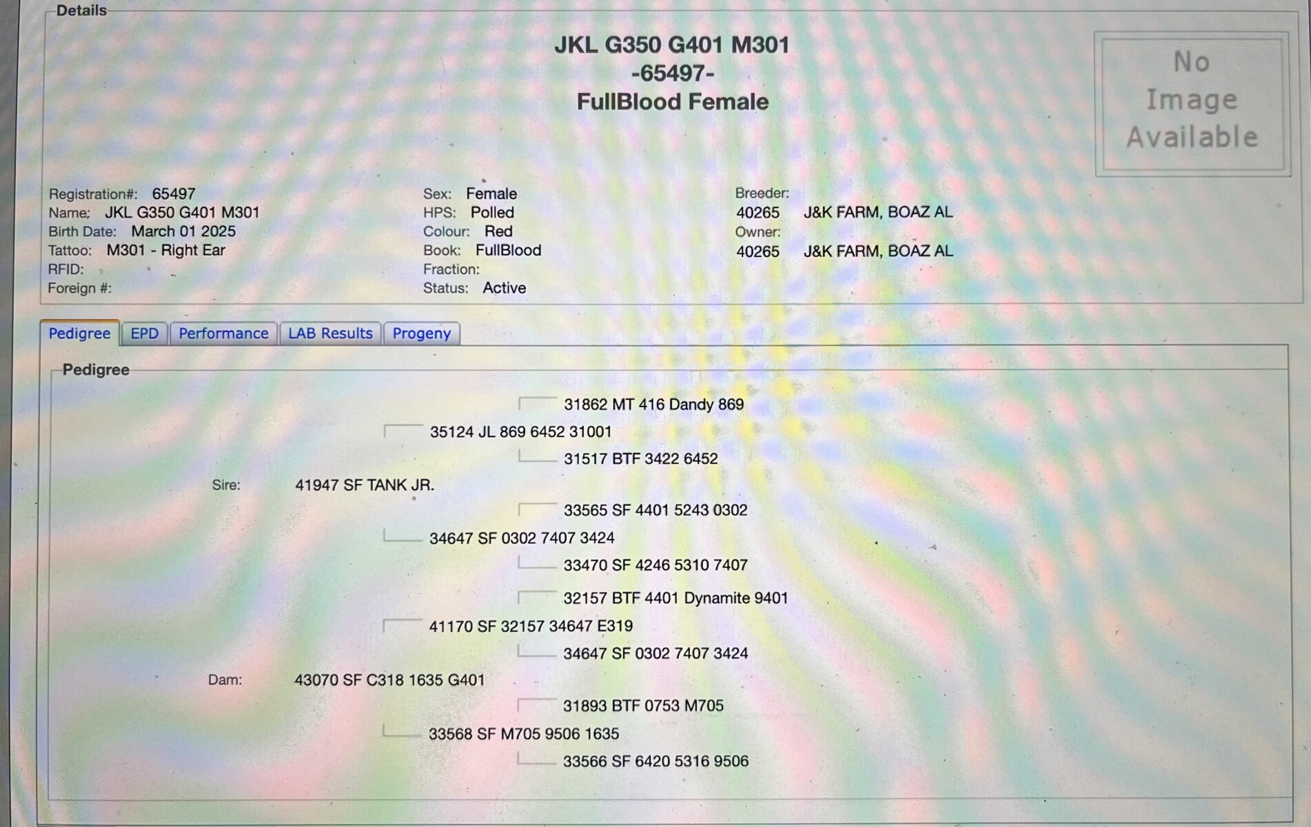 FULL BLOOD South Poll yearling heifer