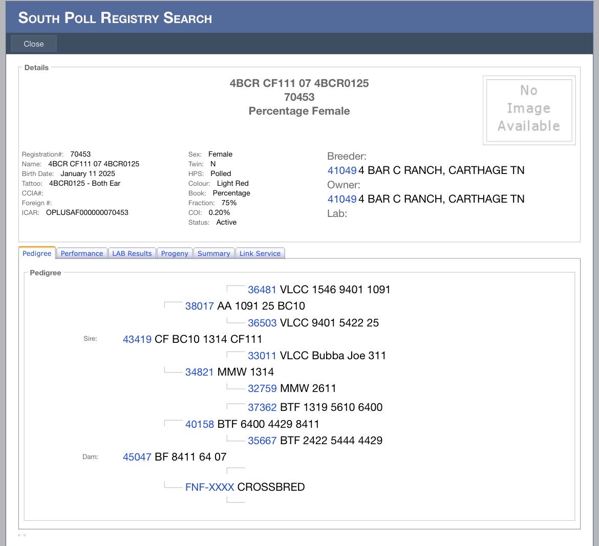 75% Southpoll Yearling Exposed Heifer – 70453