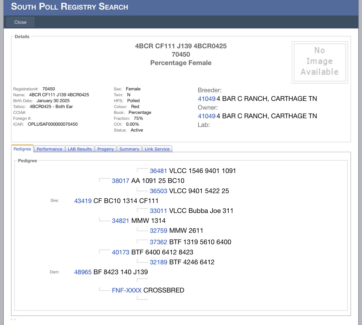 75% Southpoll Yearling Exposed Heifer – 70450