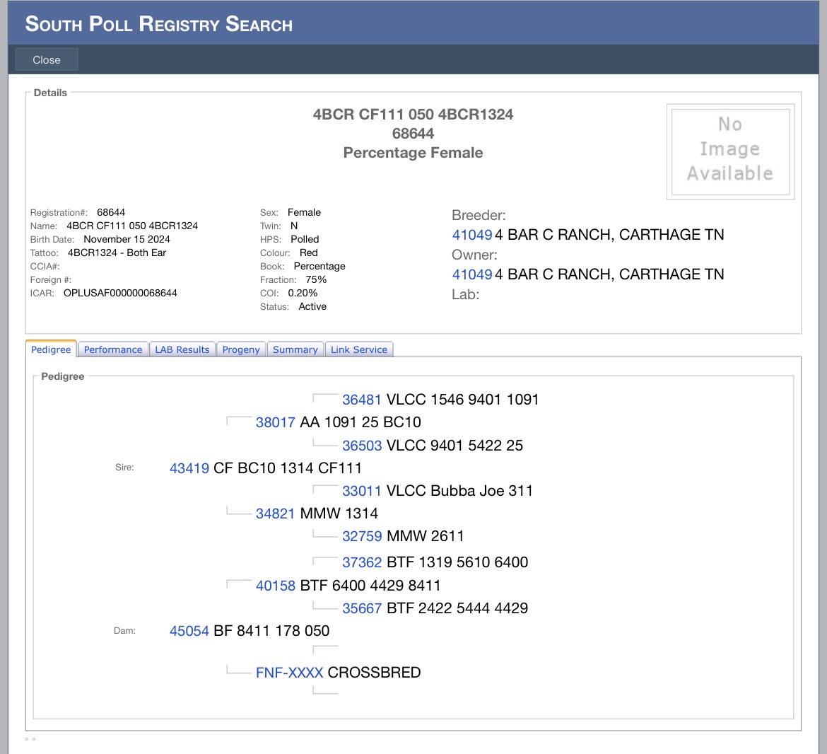 75% Southpoll Yearling Exposed Heifer – 68644