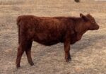 Purebred South Poll Yearling Heifer# 71352