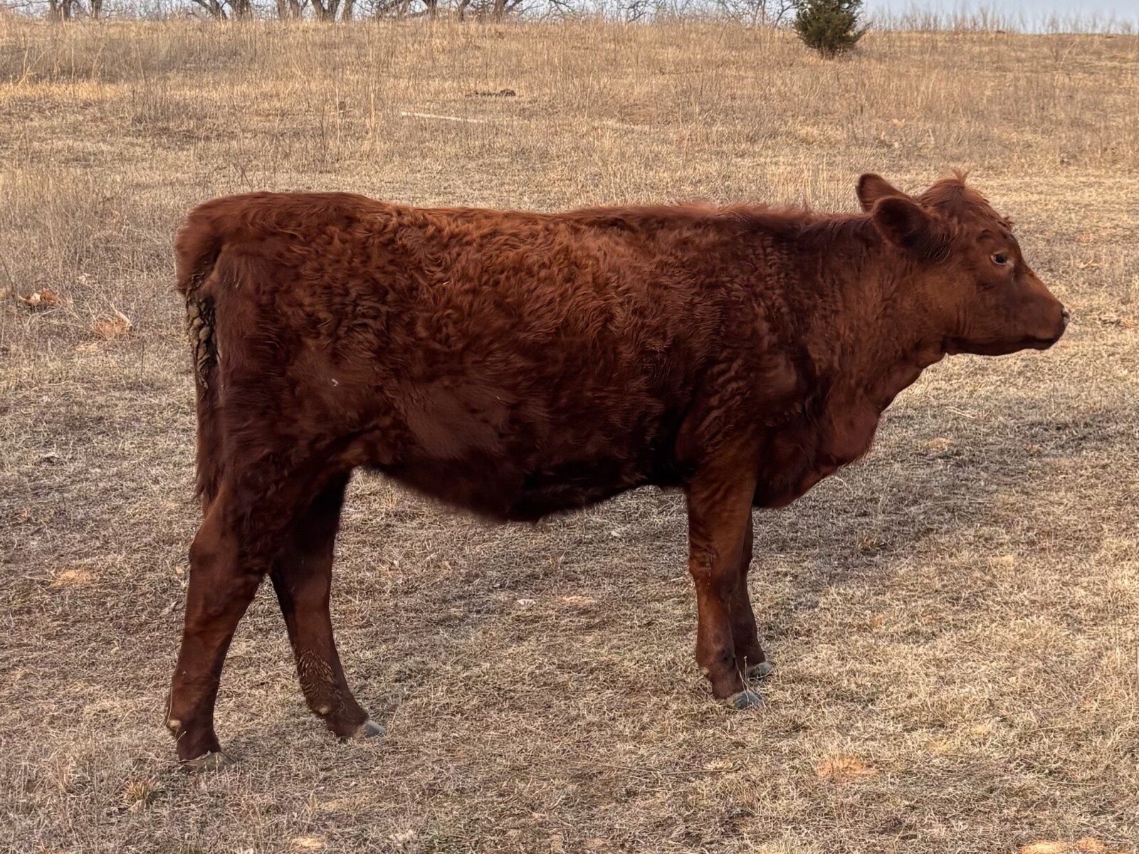Purebred South Poll Yearling Heifer# 71352