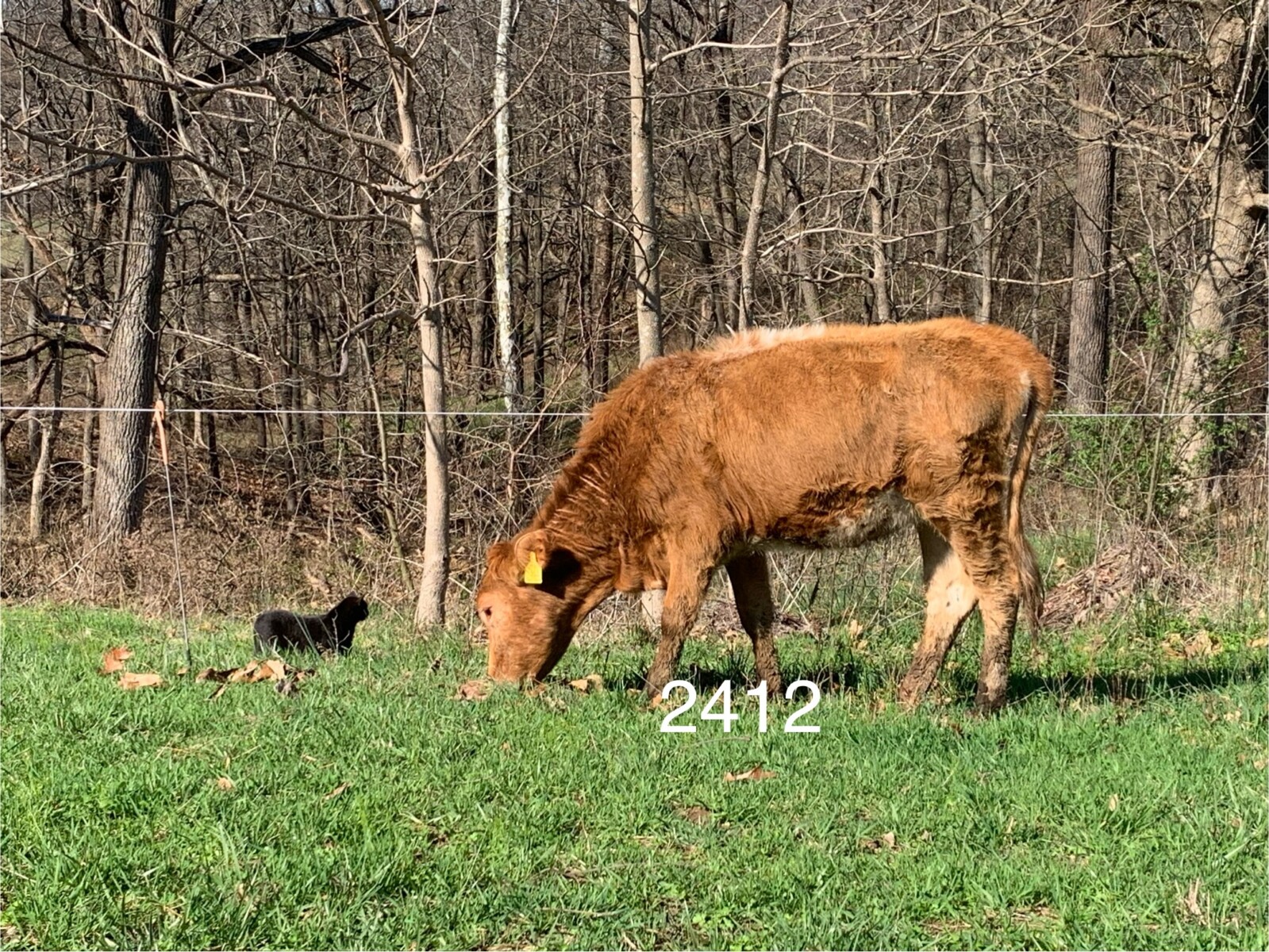 50% registered heifer