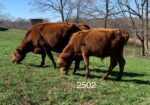 3 steers