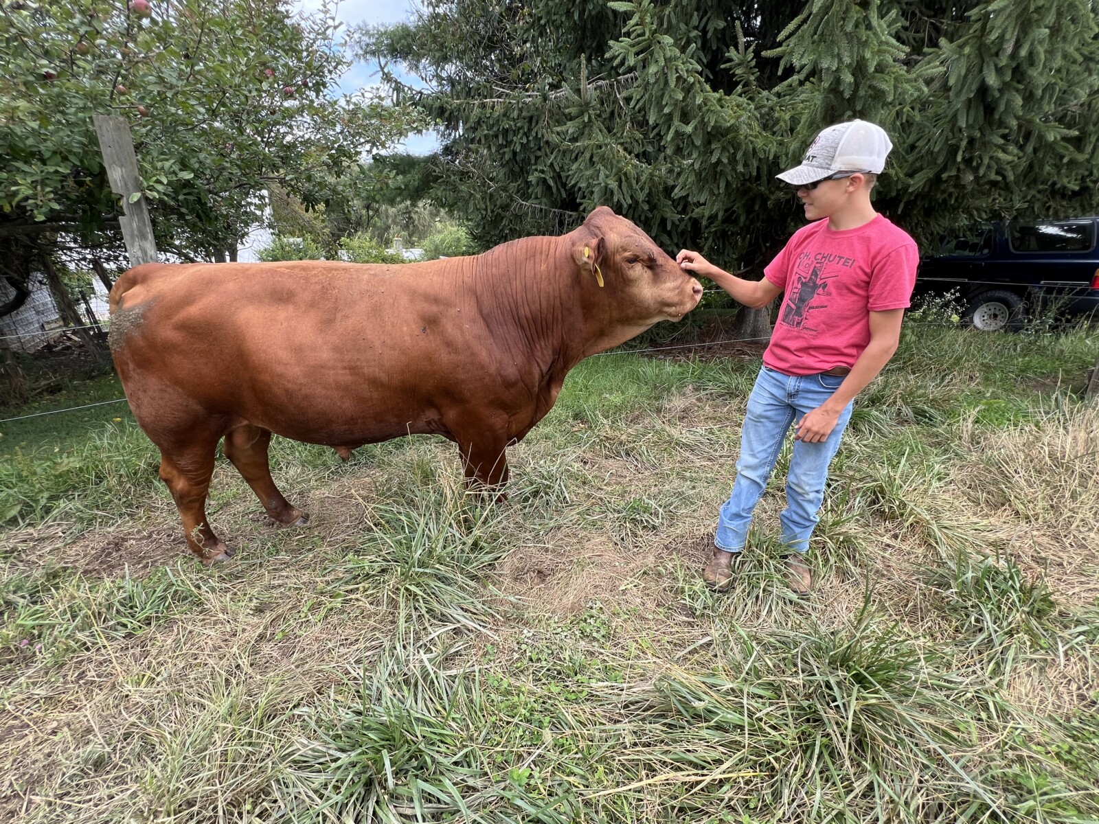 Registered 7/8ths South Poll Bull