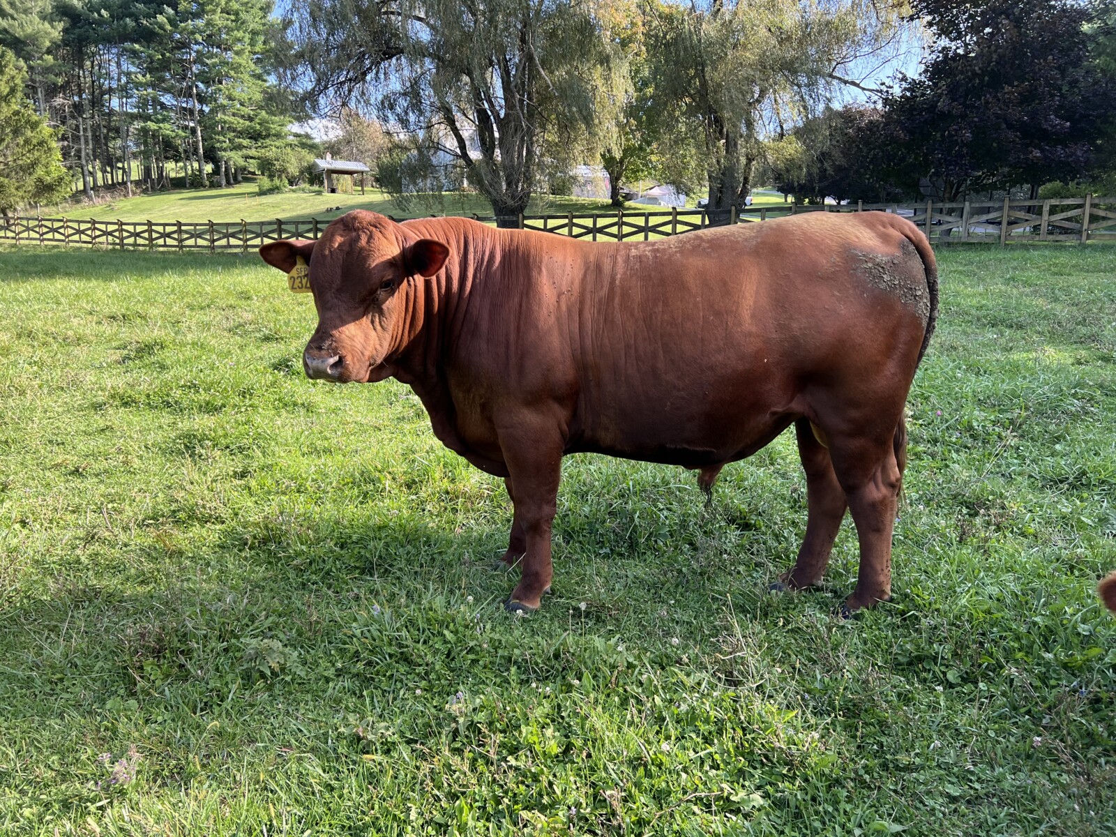 Registered 7/8ths South Poll Bull