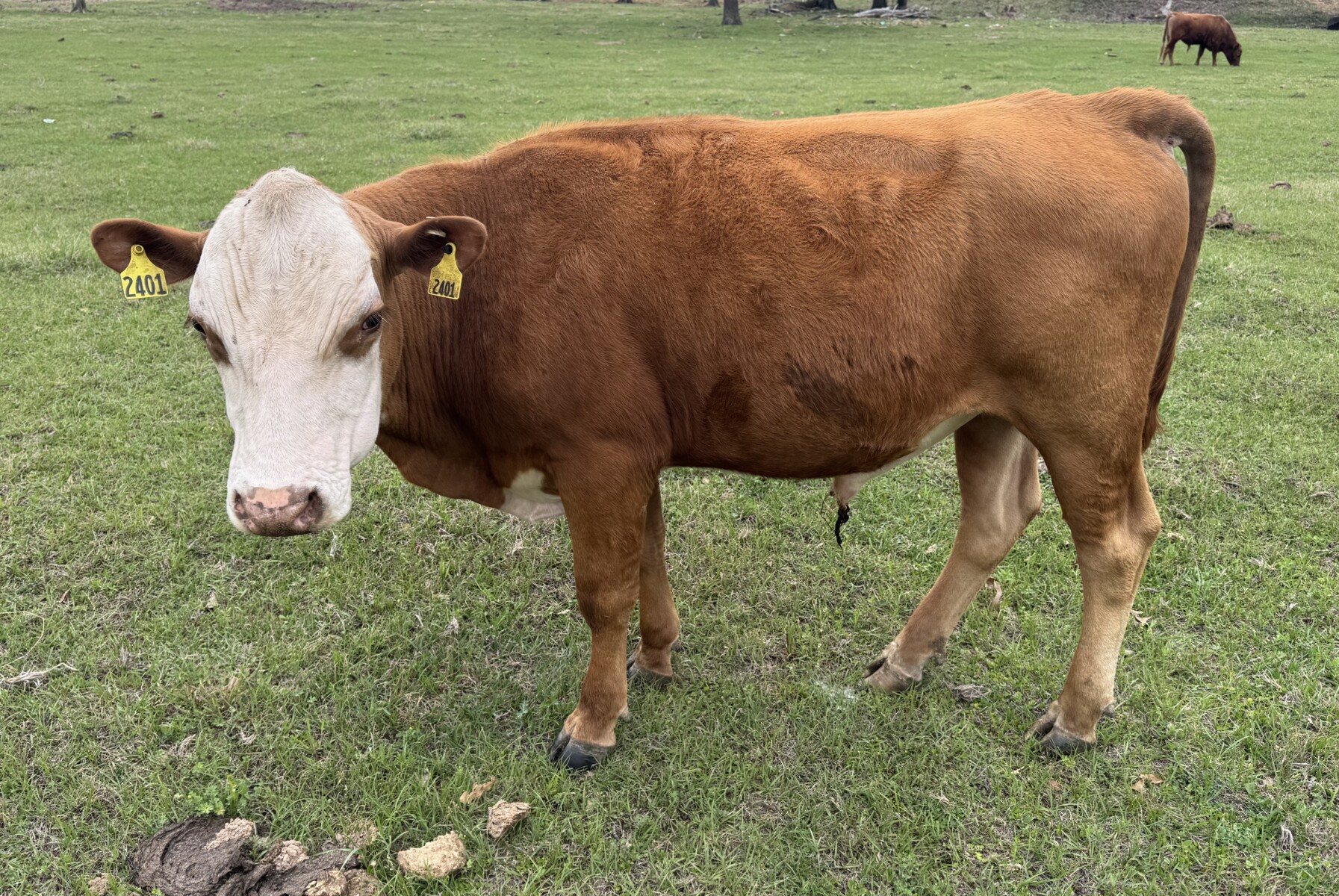 Fullblood Registered South Poll Bull, Sire is grandson of Romeo 0428, Dam is daughter of SVR 05417
