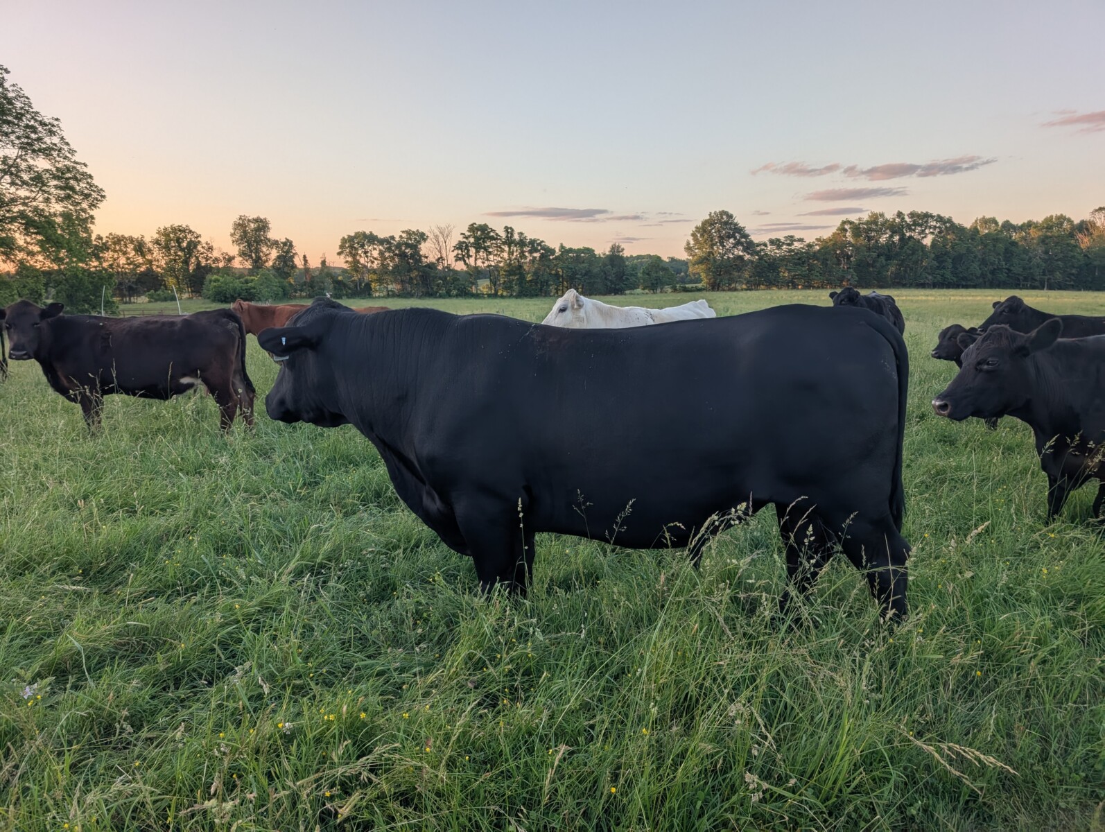 1/2 South Poll 1/2 Angus Bull