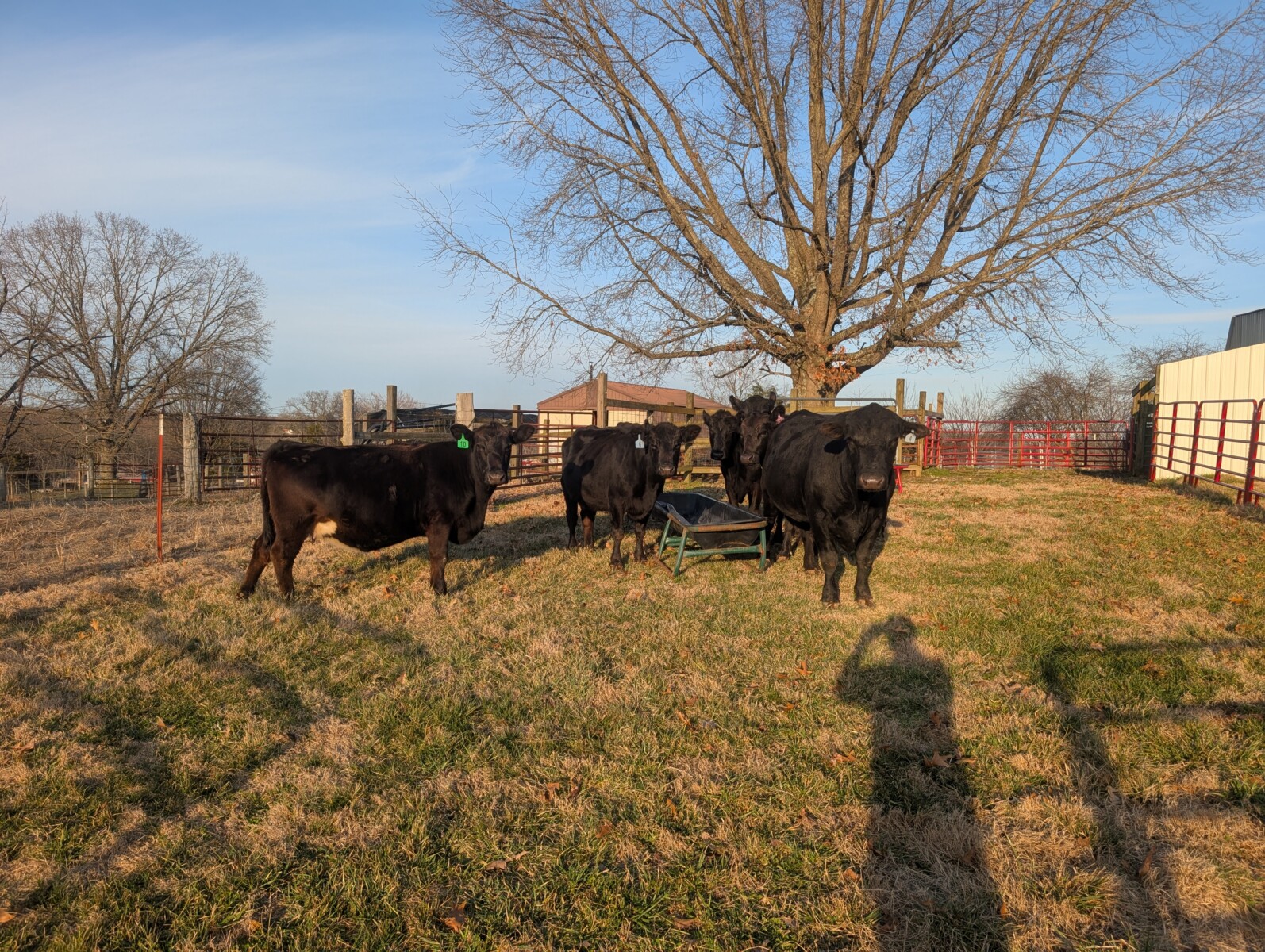 1/2 South Poll 1/2 Angus Bull