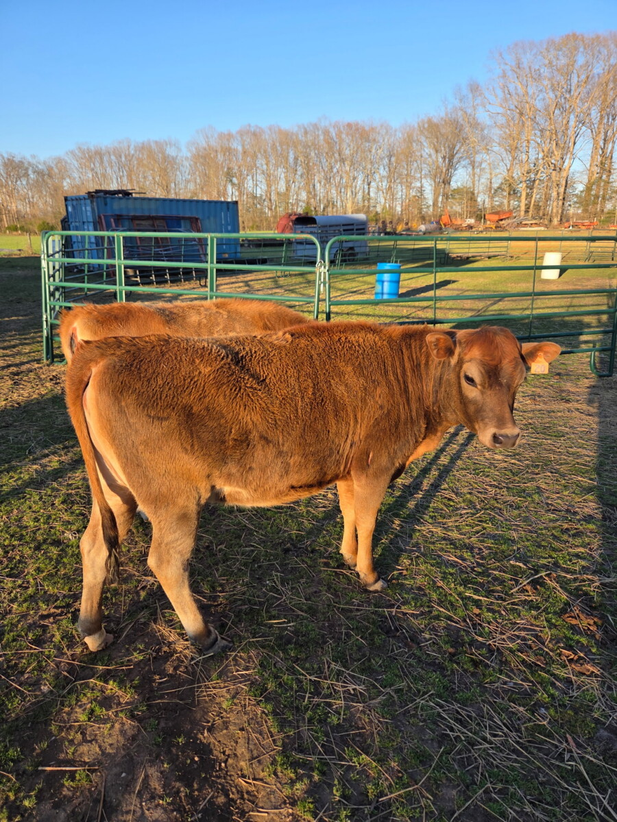 50% South Poll Heifer ready to breed